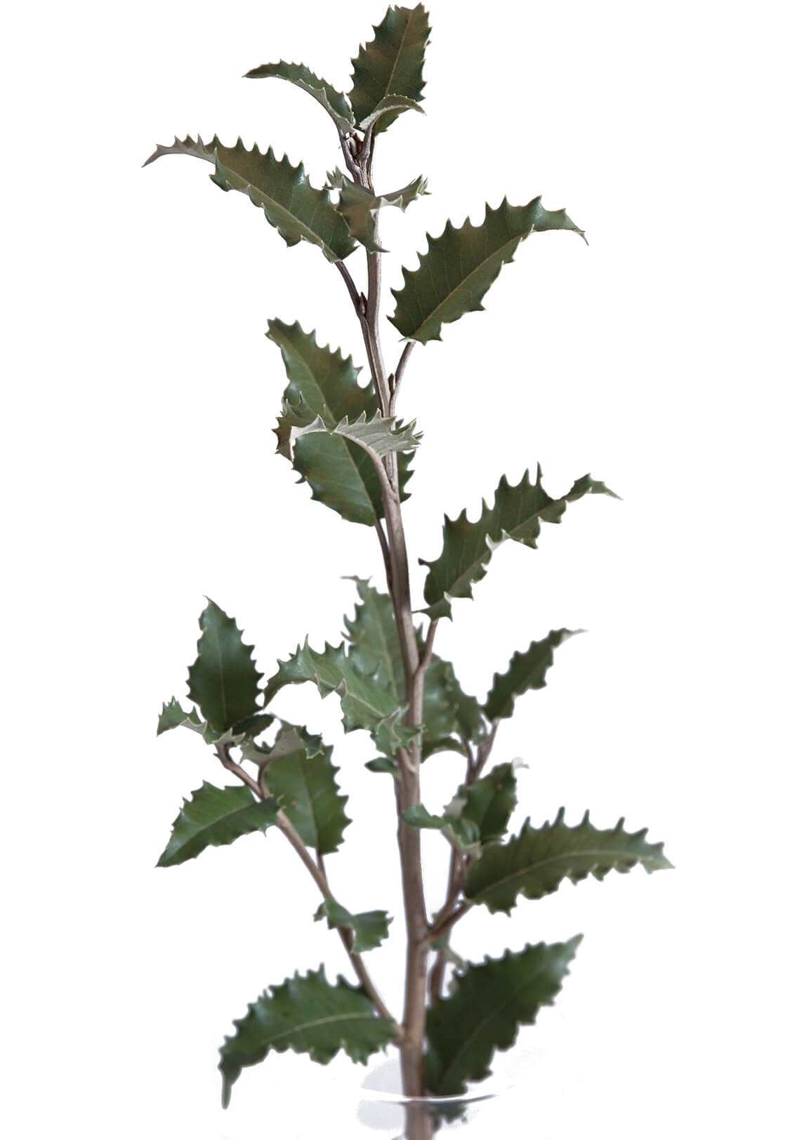 Forest Produce foliage floral solutions
