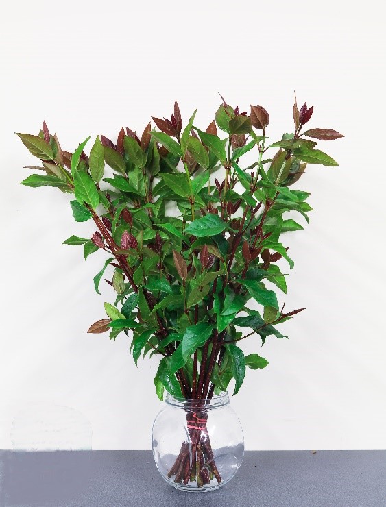 Forest Produce foliage floral solutions