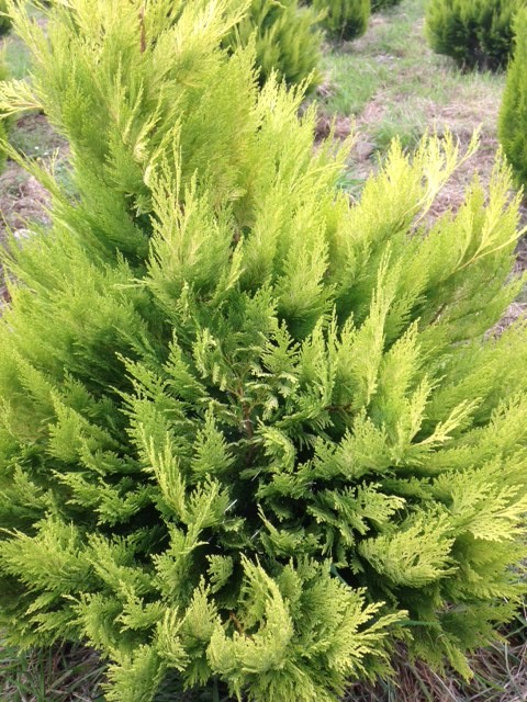 Forest Produce foliage floral solutions