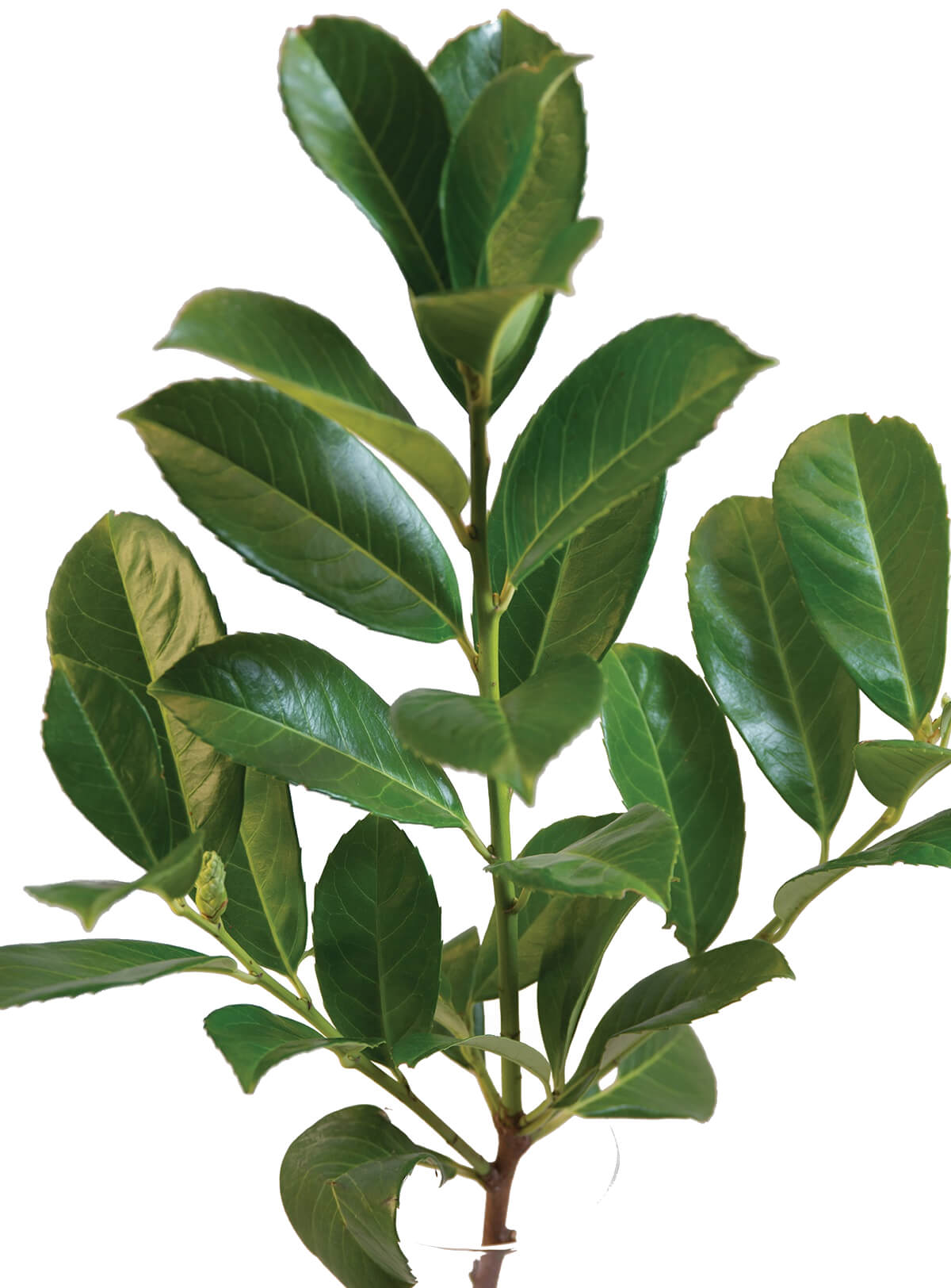 Forest Produce foliage floral solutions