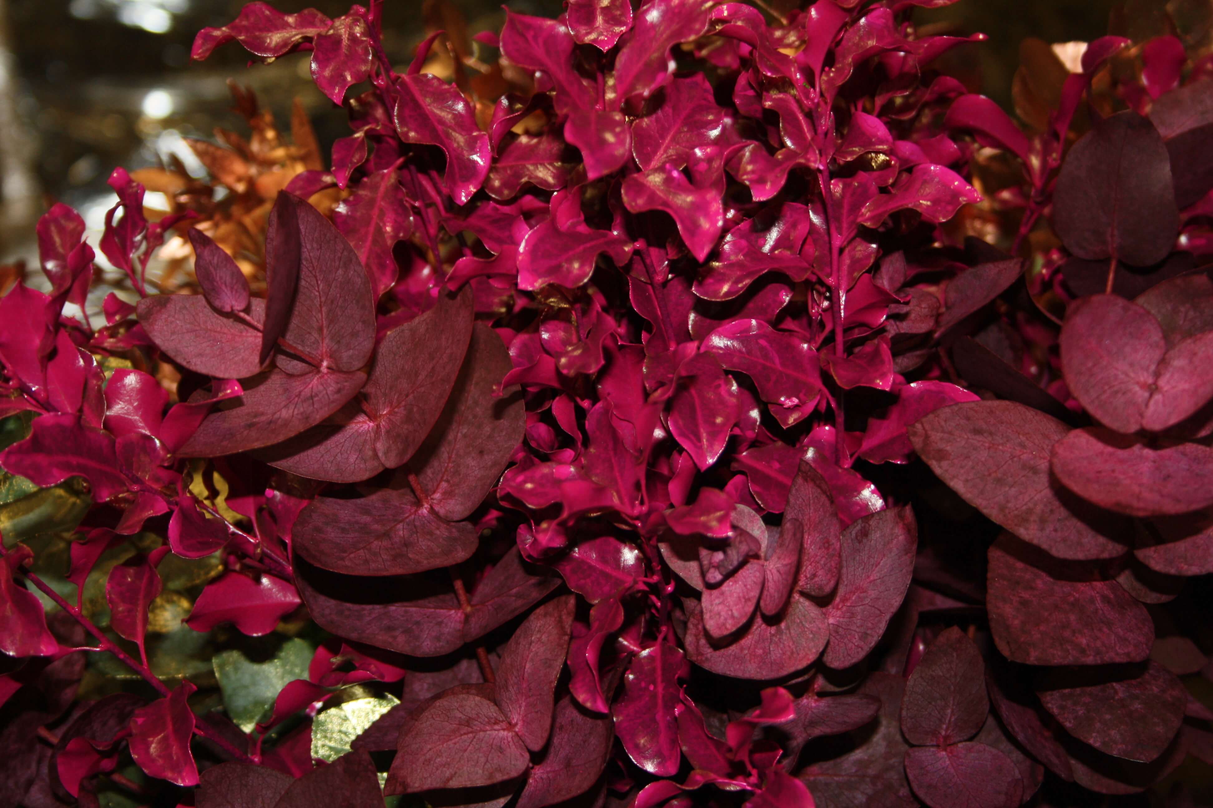 Forest Produce foliage floral solutions