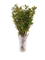 Forest Produce foliage floral solutions