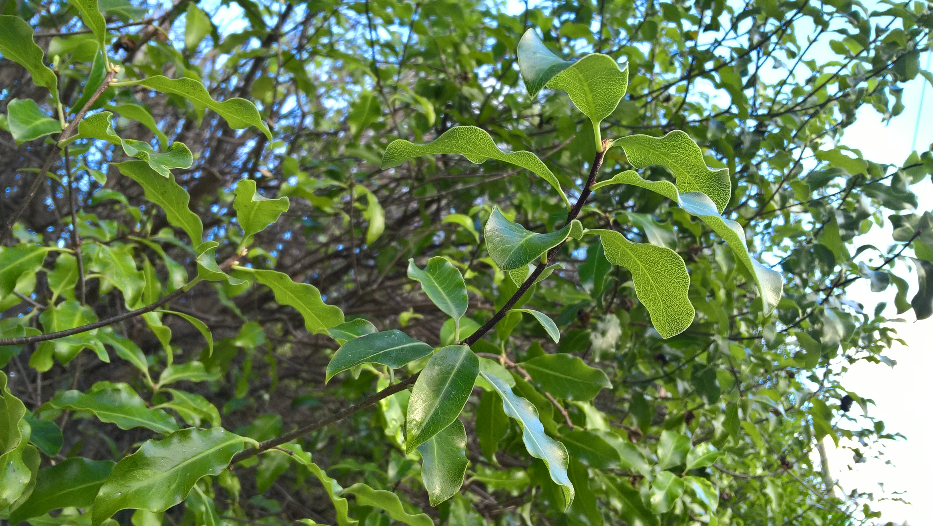 Forest Produce foliage floral solutions