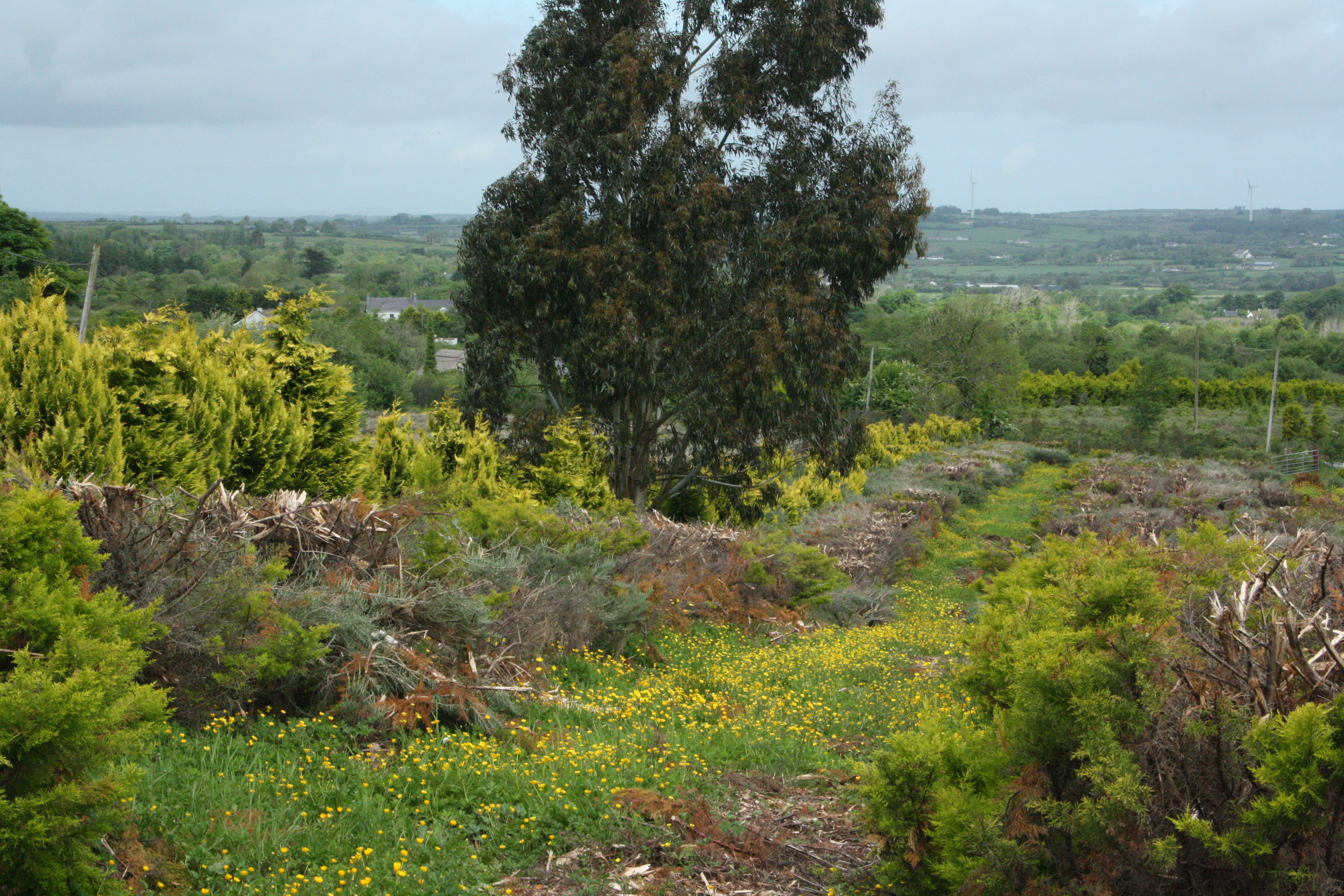 Forest Produce foliage floral solutions