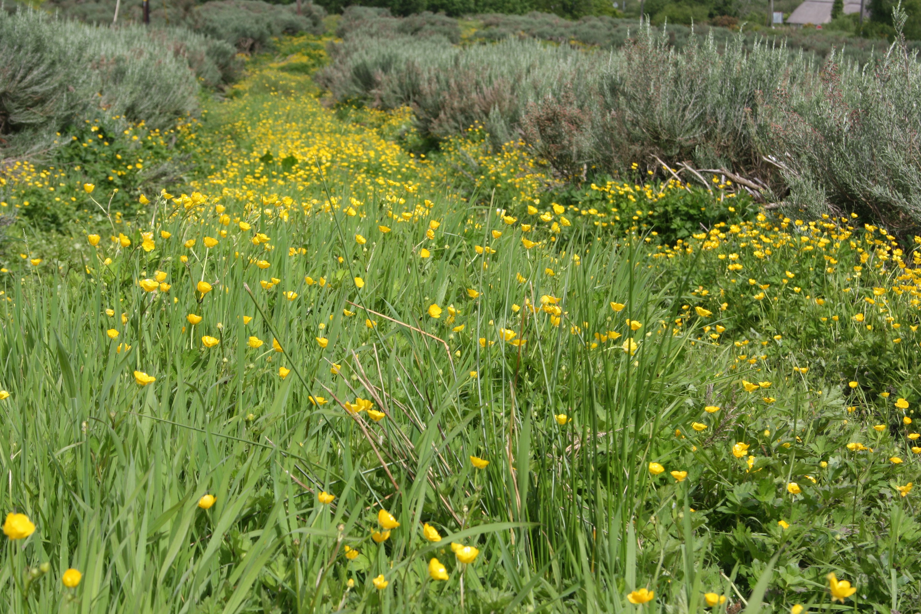 Forest Produce foliage floral solutions