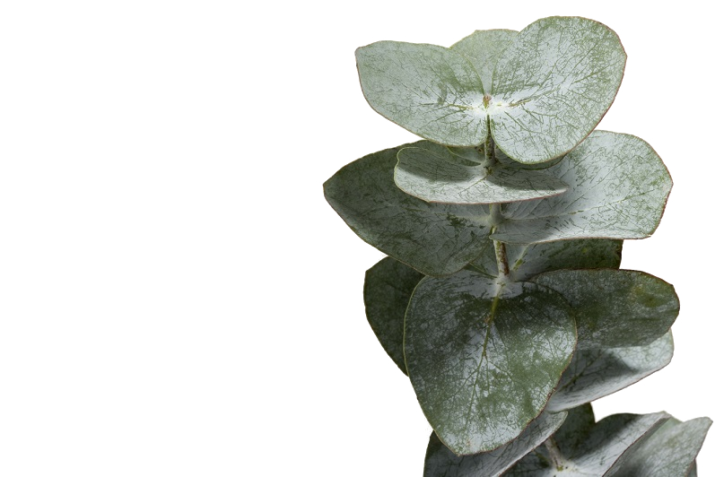 Forest Produce foliage floral solutions