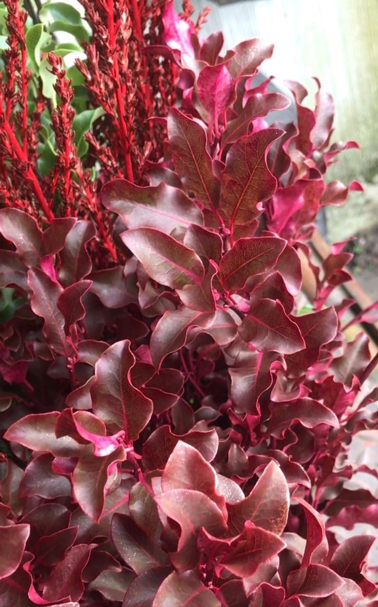 Forest Produce foliage floral solutions