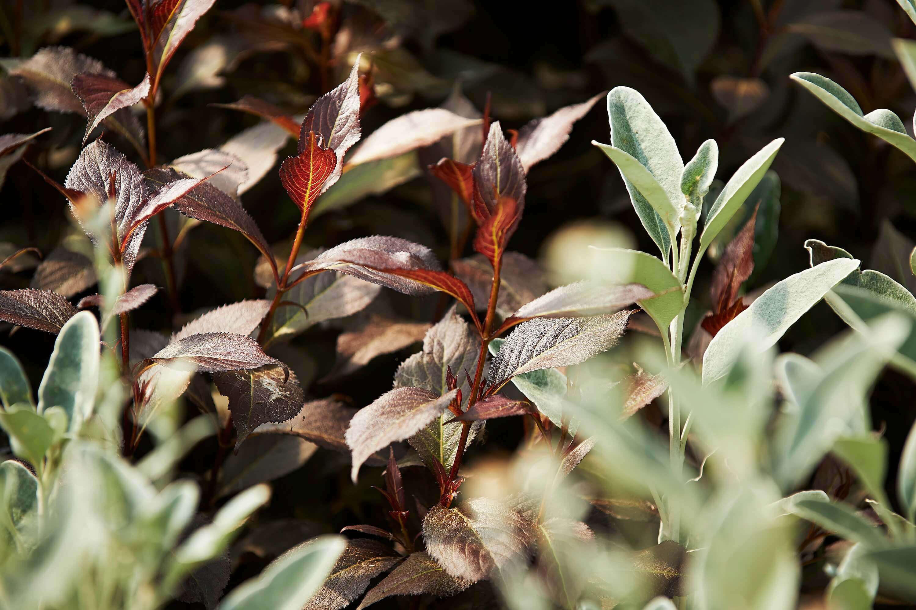 Forest Produce foliage floral solutions