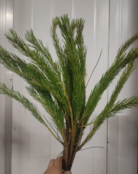 Forest Produce foliage floral solutions